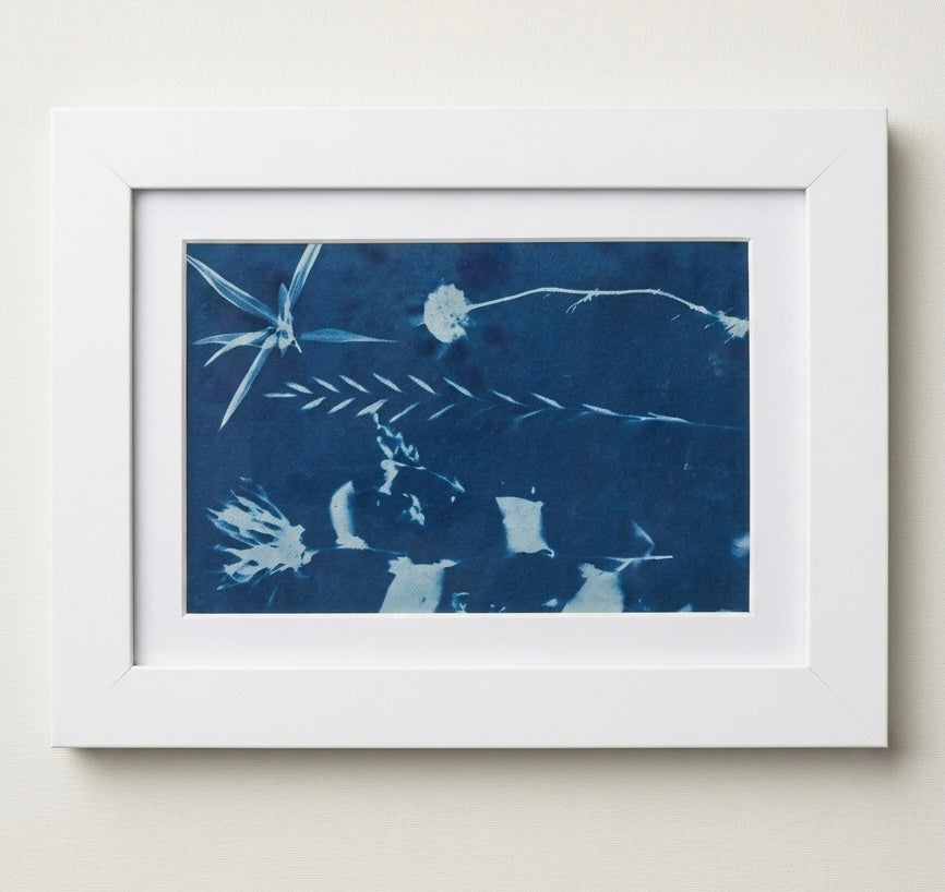Cyanotype Print with White Frame