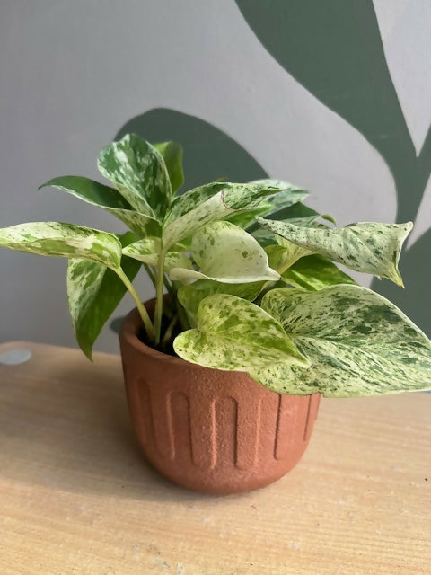 marble pothos drip
