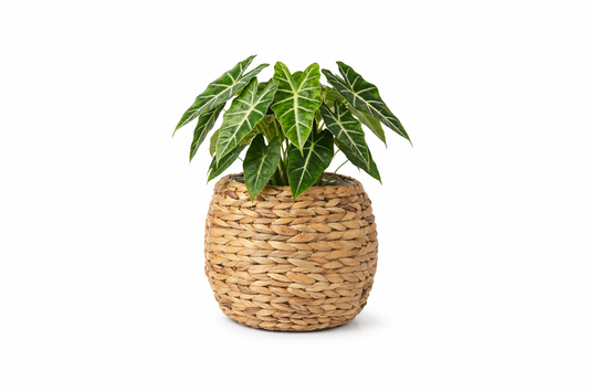 Handwoven Hyacinth Planter Basket, Natural Woven Rattan Storage Basket