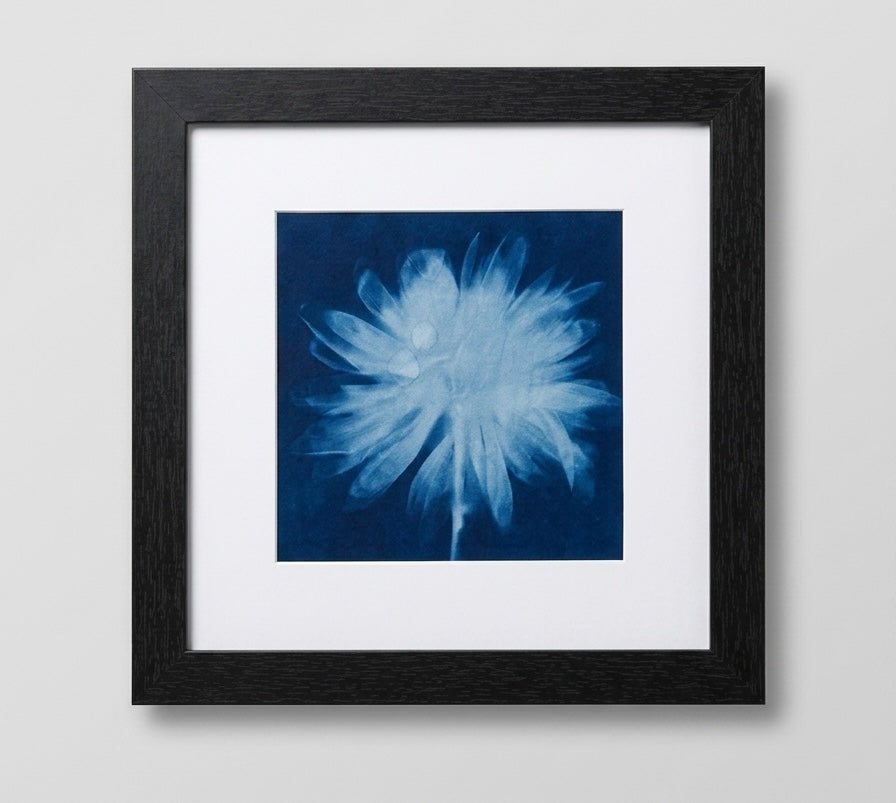 Cyanotype Print with Black Frame