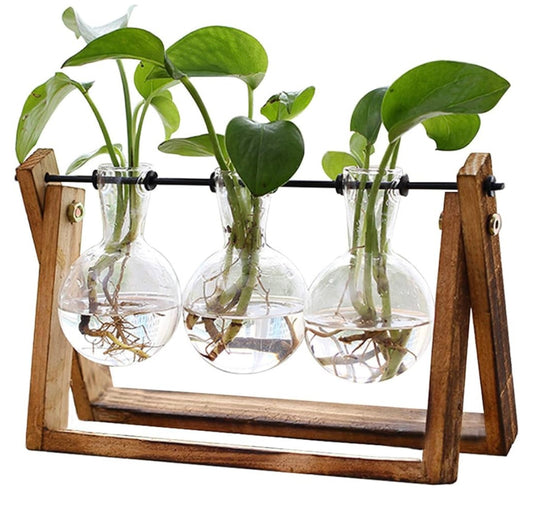 Plant Terrarium with Wooden Stand