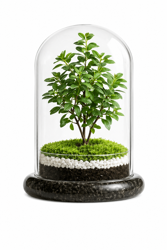 Glass Display Cloche Dome