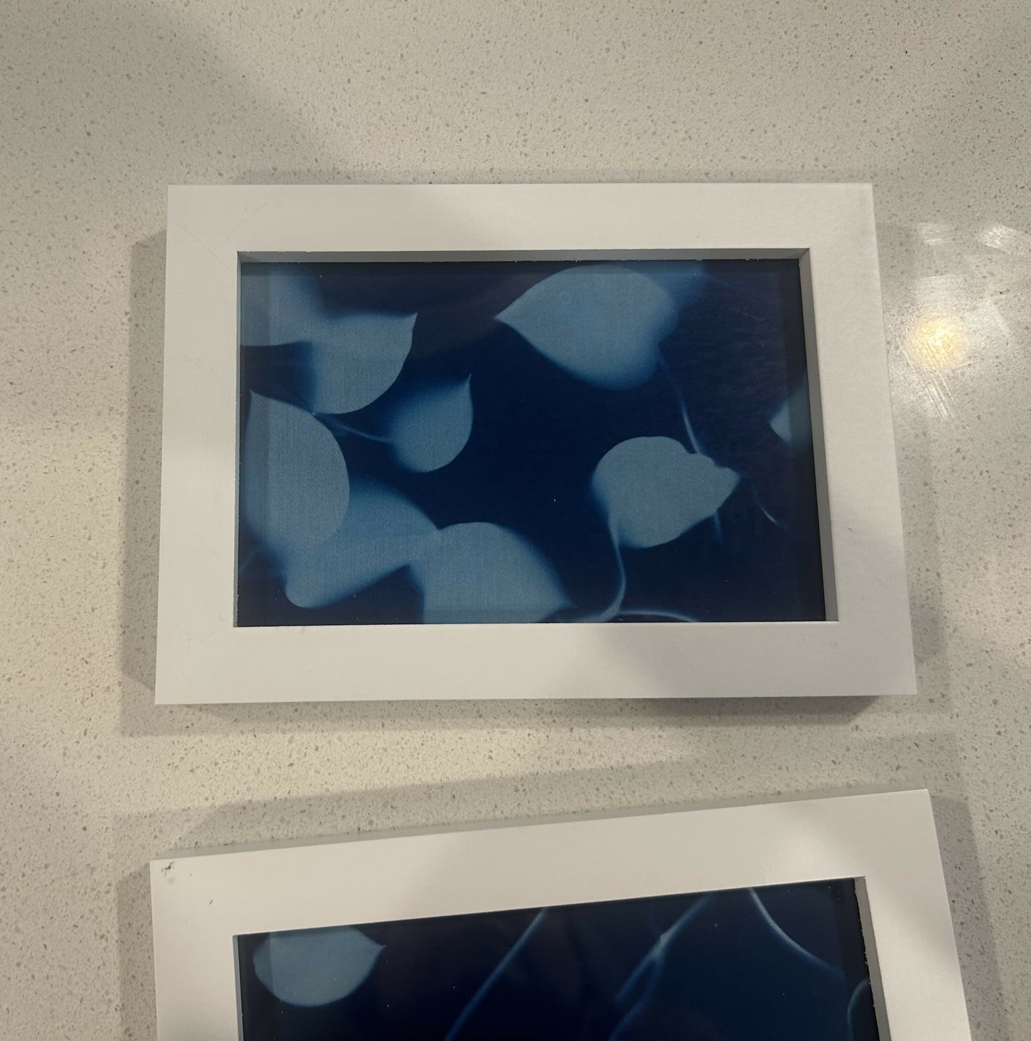 Curly Vine Cyanotypes