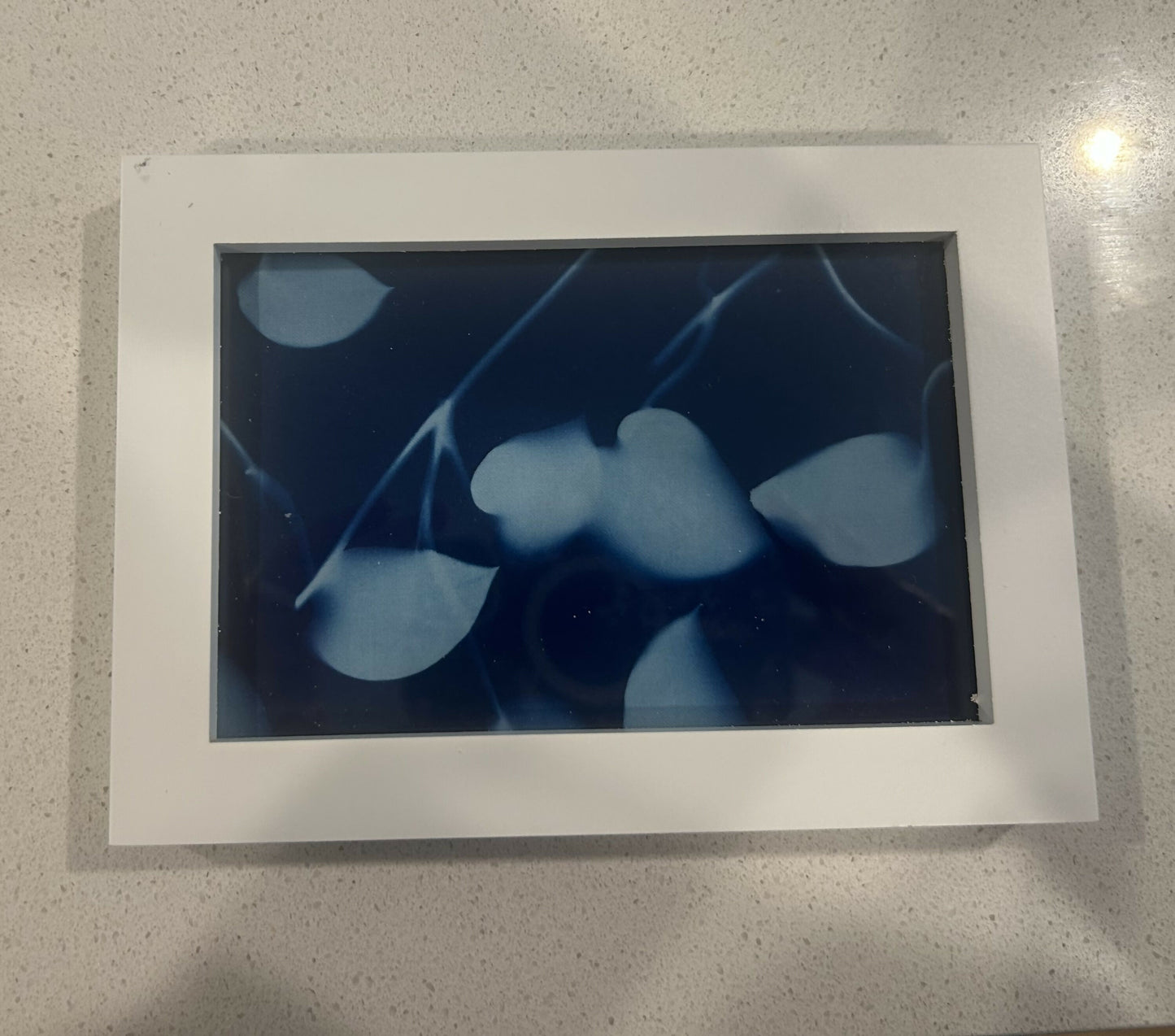 Curly Vine Cyanotypes
