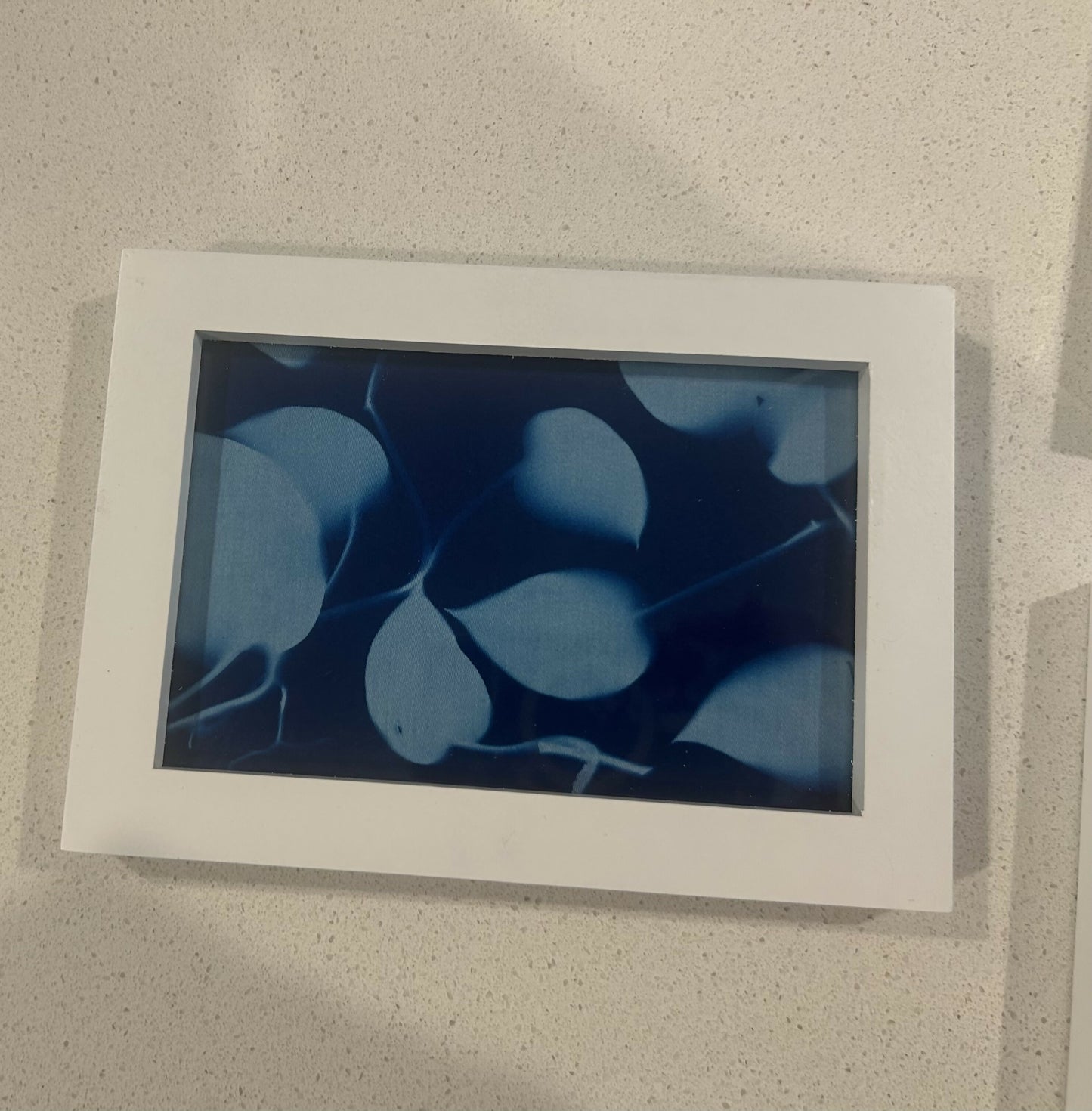 Curly Vine Cyanotypes