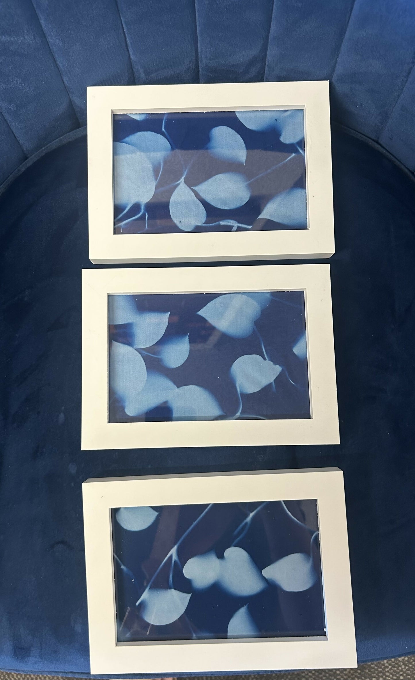 Curly Vine Cyanotypes
