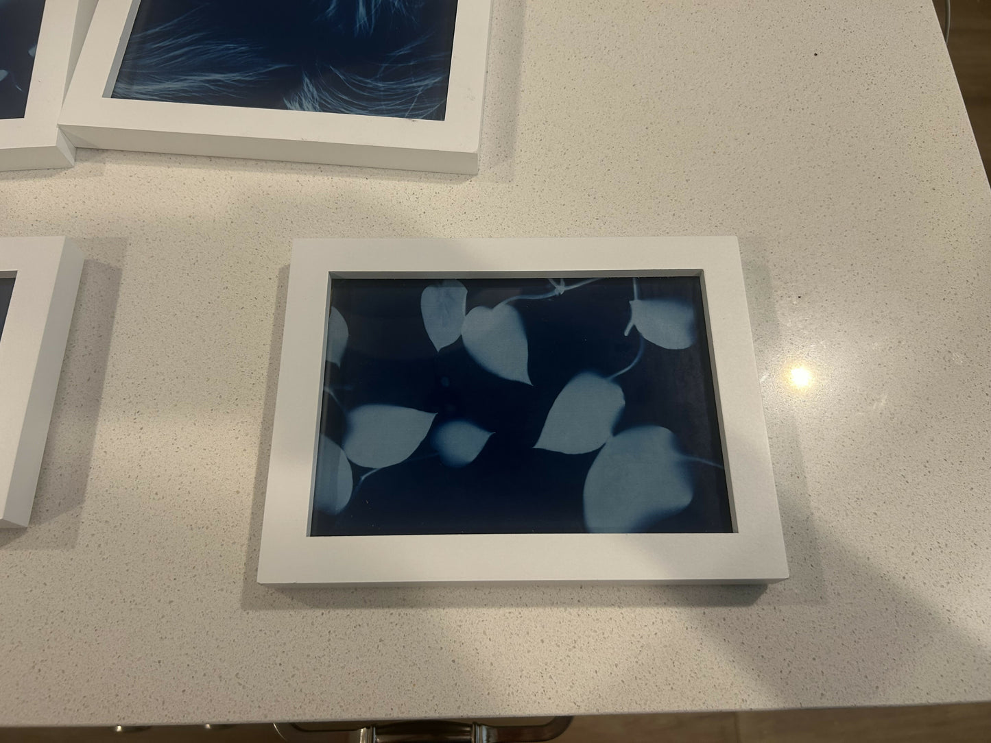 Curly Vine Cyanotypes